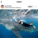 보홀 고래상어 투어 솔직 후기/ 고래상어 투어업체 비교/내돈내산