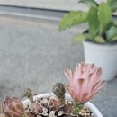 정모때 받은 다육이♡ 이미지