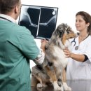 데일리 동물병원 이미지