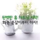 완벽한 홈 가드닝 시작! 화분 분갈이 하는 방법부터 숙지하자! 이미지