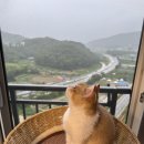 순한고양이 | 고양이 턱드름 관리 순한 클렌징 추천 노광고 내돈내산 후기