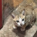 11650-7-6-2 | 9월 해외여행 베트남 다낭 태교여행 6박 7일 2일차 후기(환전/한시장/손트라카페/미케비치/용다리...