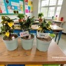 연안초등학교 | 경북 대구 식목일 원예수업, 신학기 환경교육 '나만의 반려식물 심기'