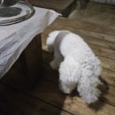 퍼니멍멍 갤럭시하우스점 이미지