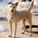 진도개 사랑 이미지