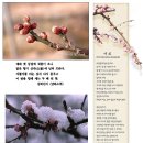 춘설(春雪)이 난분분(亂紛紛)하니 필동말동 하여라-梅花예찬 이미지