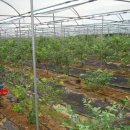 고지농장 이미지