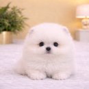 현풍동물병원 이미지