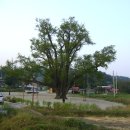 장덕리은행나무 이미지