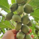 이미순농장 이미지