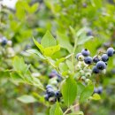 호상농장 이미지