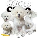 강아지 세상 | 우리 강아지 커스텀 맨투맨 제작 후기 세상에 하나뿐인 반려견 커스텀 티셔츠 위드미