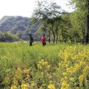 퇴계의 오솔길 - 청량산 육육봉을 바라보며 그림 속으로 들어가는 그 길,,, 이미지