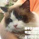 지안돌스 이미지