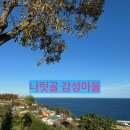 [나릿골 감성마을] 바람의화원 삼척 여행 동해 바다 아이와 가볼만한 곳 핑크뮬리 산책 코스 사진 찍기...
