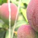 애플망고 이미지