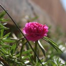 신호목장 이미지