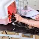 큰동물병원 이미지