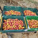 대석농장 이미지