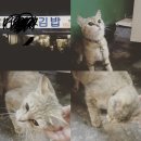 주인있는 고양이 납치해서 구조컨텐츠 올린 유튜버 정리 (해명영상 포함) 이미지