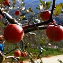 양산여행/배내골 사과 따기 힐링 체험 이미지