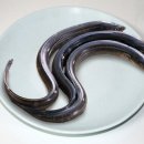 장어다 이미지