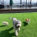 두부네 애견카페 이미지