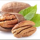 한국의 자원식물. 콜레스테롤 수치 개선에 도움 주는 견과, 피칸(Pecan) 이미지