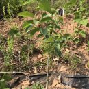 외성농장 이미지