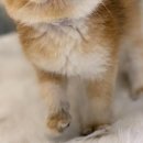 라온캣 대구고양이분양 낭만펫 강아지분양 대구점 이미지