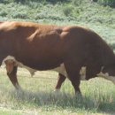 종우목장 이미지