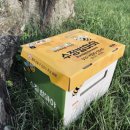 수정벌마야 이미지