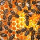 꿀벌이 만든 천연 항생제 프로폴리스의 효능 이미지