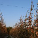 전정금농장 이미지