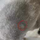 따뜻한 on동물병원 | 대구 동물병원 추천, 따뜻한ON동물병원에서 고양이 건강검진을.