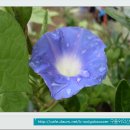 월곡초교 이미지