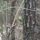 순천만 그리고 나 | 순천만습지공원 탐조 (독수리, 흑두루미 등)