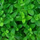 쥬시 카카오 검색결과