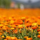 송가인공원 이미지