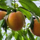 삼태산 농장 이미지