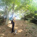 제주 수산리 곰솔 | 힘들지 않아요! 반려견과 함께 가뿐하게 오르는 애월 수산봉 산책 후기