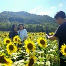 난정리(해바라기정원) 이미지