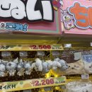 첨단기업로2L(2)-11 | 마쓰야마 2박 3일 자유여행 1일차(공항에서 오카이도, 야키니쿠 오니쿠토 365, 돈키호테 쇼핑)