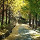 다리안 황토길 이미지