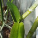 오어트릿 이미지