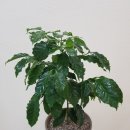 커피나무 이미지