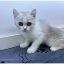 도그플레이스 이미지