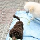 도로시 퍼피 이미지