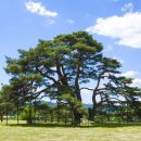 상주 상현리 반송 이미지