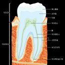 치아 형태학 요점정리 이미지